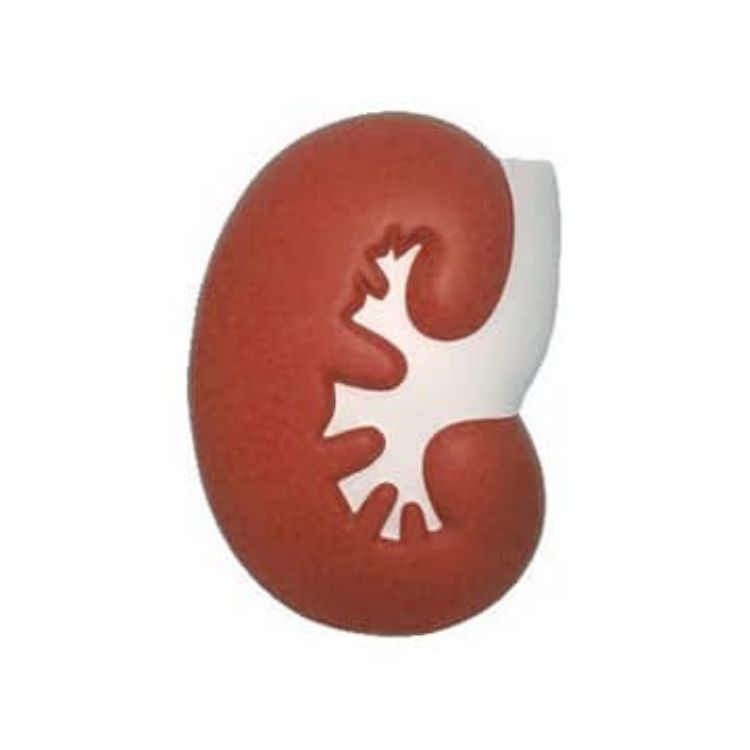 Picture of Large Kidney Shape Stress Reliever