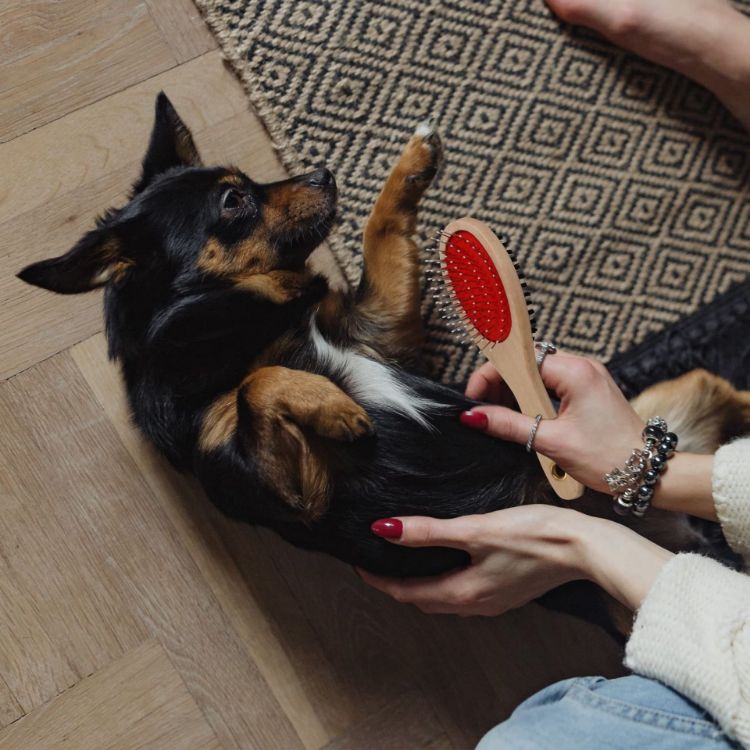 Picture of Pin and Bristle Pet Brush