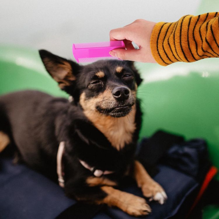 Picture of Pet Flea Comb