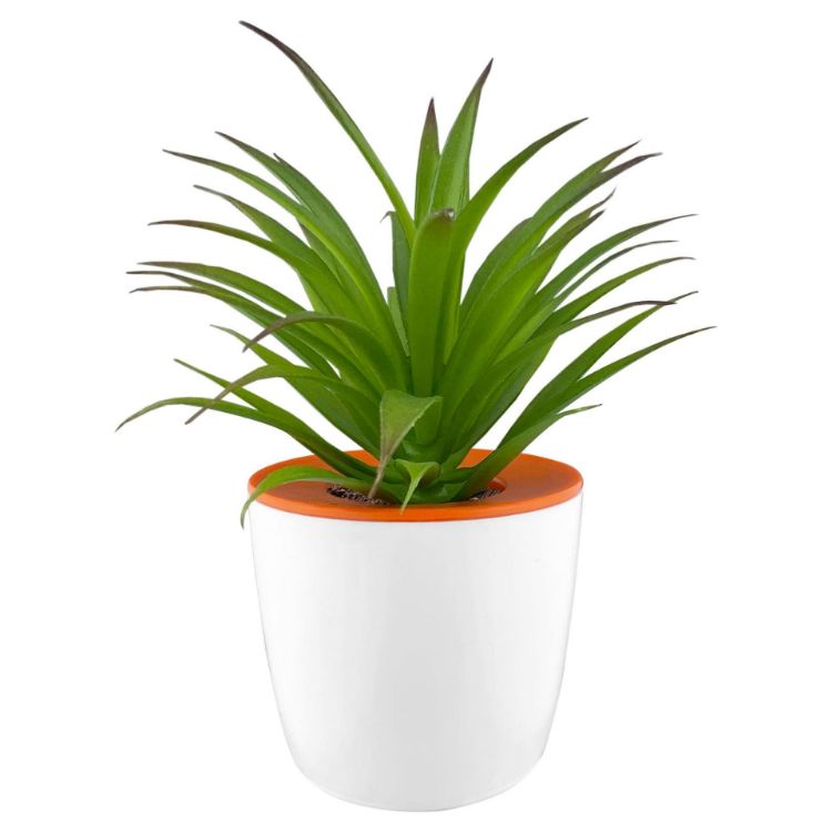 Picture of Mini Desk Plant Pot