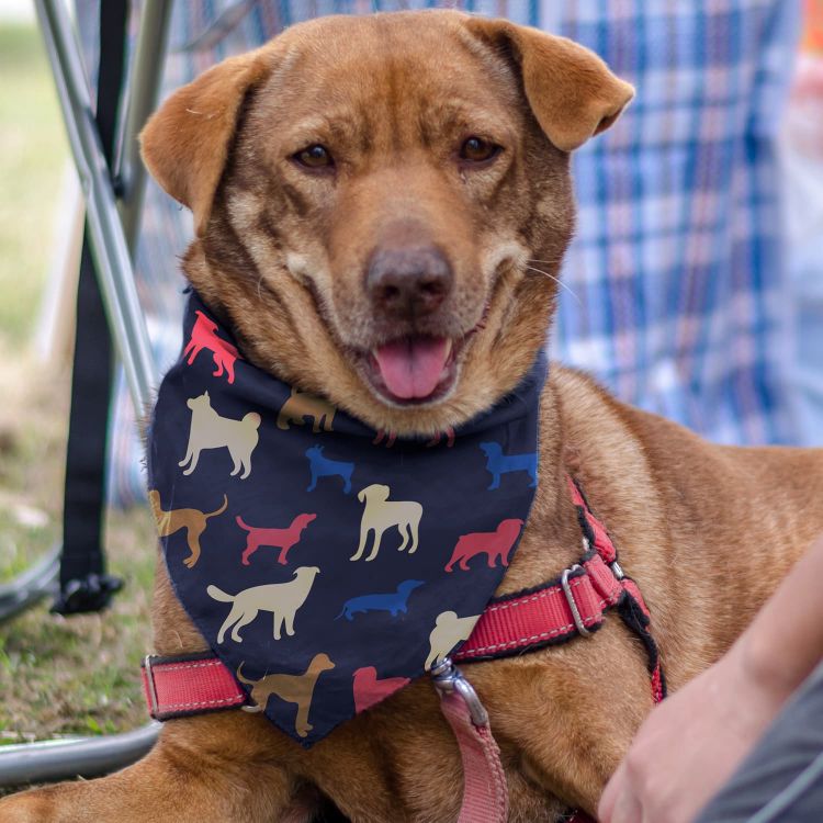 Picture of Pet Bandana - Medium