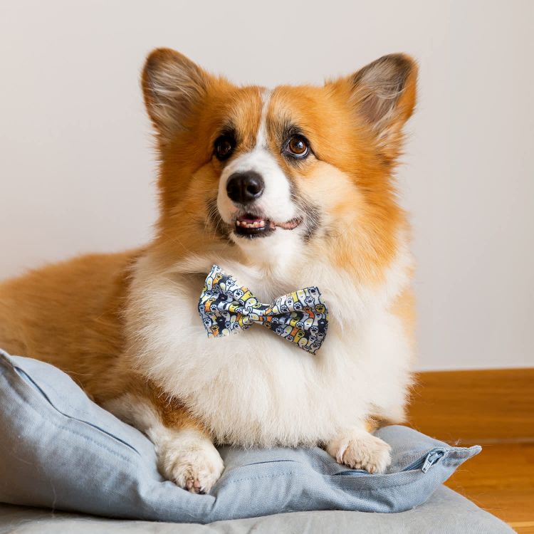 Picture of Amigo Pet Bow Tie